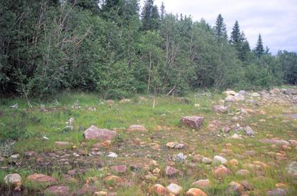 Figure 1 c. A typical coastal landscape from the northern part of the Baltic coast with low vegetation and visible marks of Ice scouring (photo: Peter Hambäck).