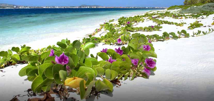 Club Eriks noga utvalda upplevelser Jul och Nyår i Karibien lyxkryssning till exotiska paradisöar Miami St. Thomas - St. Maarten Antigua Dominica Barbados St.