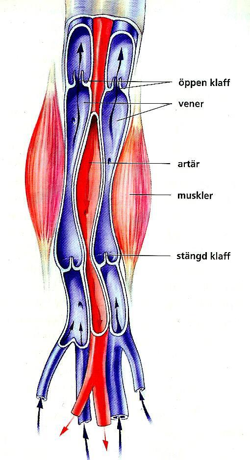 Vener Lågt blodtryck i venerna Klaffar och
