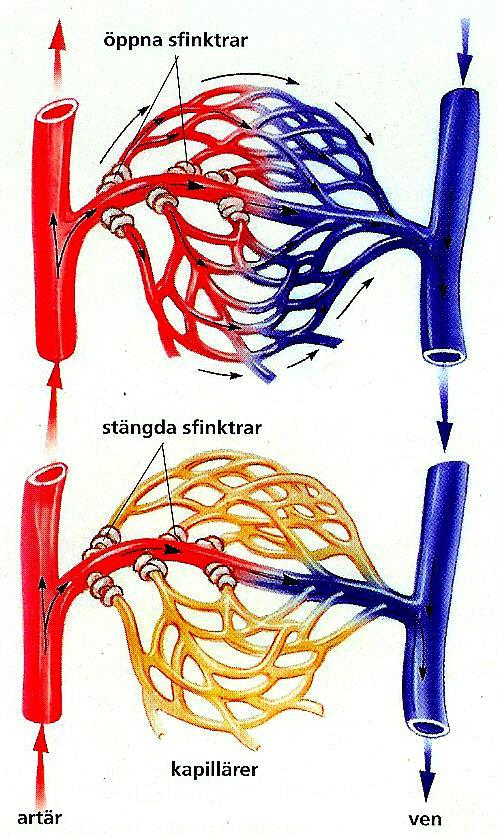 Reglering av blodströmmen Blodet styrs till olika delar av kroppen genom ett kapillärnät regleras av sk.