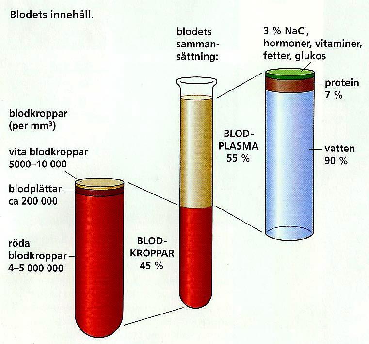 Blodet Blod: 45% Blodkroppar ( Röda-, vita blodkroppar samt blodplättar) 55% Plasma (90% vatten) Ämnen som cellerna behöver och restprodukter som avges från cellerna transporteras lösta i plasman.