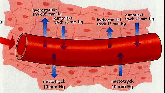 Ämnesutbyte i kapillärerna Blodtrycket i den arteriella delen av kapillärerna är högre än i den venösa delen.