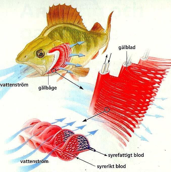 Andning i vatten Gälar Det finns både fördelar och nackdelar att andas i vattnet. En fördel är att cellerna i andningsorganen hela tiden hålls fuktiga.