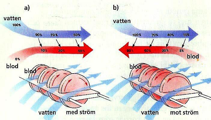 motströmsprincipen hos fiskgälar Blodet i blodkärlen går i motsatt riktning så att vatten och blodström möter varandra Detta möjliggör att