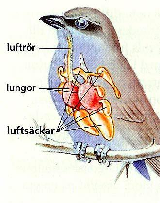 Fåglar hög ämnesomsättning- stort behov av syre Fåglar har i allmänhet en liten kropp vilket ger en stor yta i förhållande till volymen och därmed stora värmeförluster.