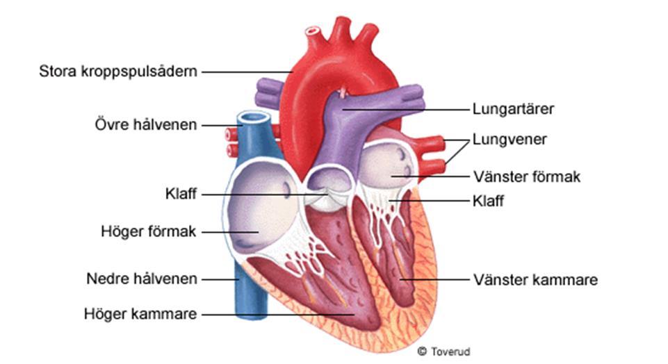 Hjärtat Start syrefattigt blod i höger kammare: 1.Höger kammare pumpar blod till lungorna via lungartärerna 2.