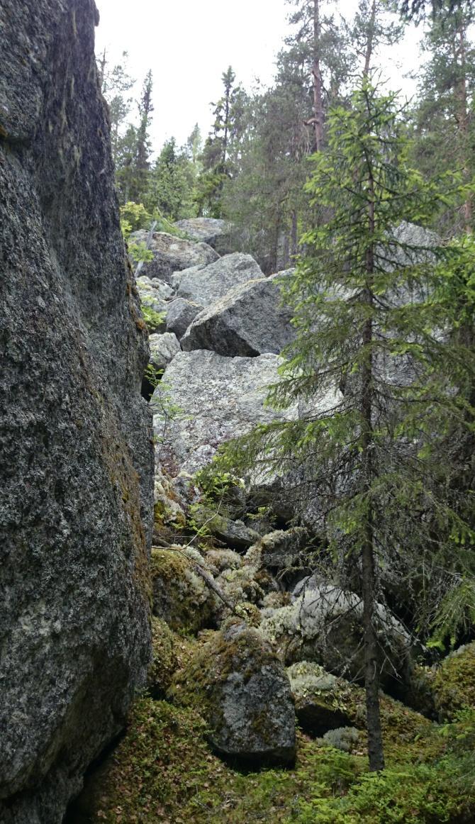 Kolflarnlavar
