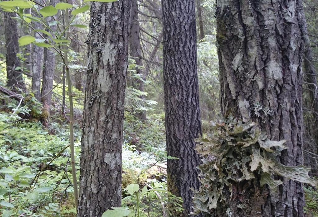 Ett exempel på en ganska typisk lavflora på en sälg ges här från områdets östra del, öster om Björnberget i en östsluttning. Här växer en sälg intill en bäck. Runt bäcken växer gammal granskog.