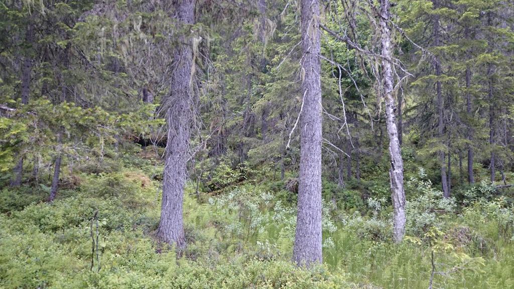 samma sälg som gammelsälgslaven växte en annan märklig lav, dvärggytterlaven Arctomia delicatula. Söder om Angsjön finns också en hel del sälgar.