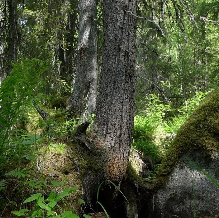 På en stor rotvälta av gran i gransumpskogen växer också några speciella lavar.