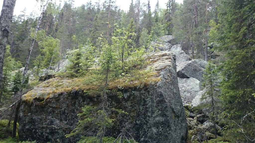 Jätteblock nedanför Björnberget. Block och branter Block är allestädes närvarande i Björnlandet.