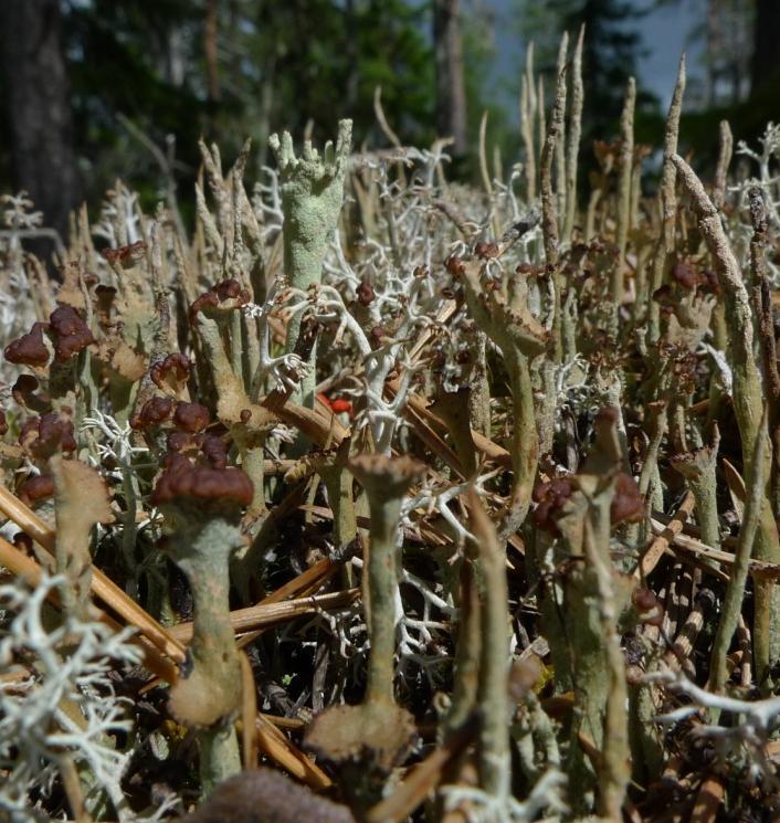 En skog av olika arter av bägarlavar växer uppe på blocken. Till vänster syns exempelvis grå renlav och syllav.
