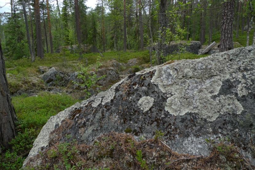 Där finns också färglav Parmelia saxatilis, nordlig navellav Umbilicaria hyperborea, svedlav Umbilicaria deusta,
