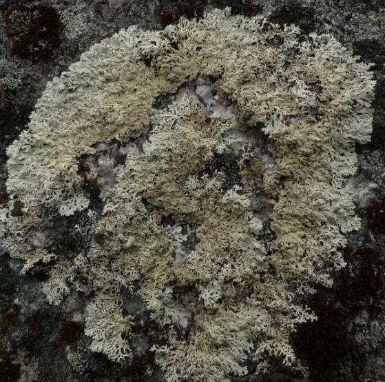 geographicum, blocklav Porpidia macrocarpa, kartlavar Rhizocarpon spp.