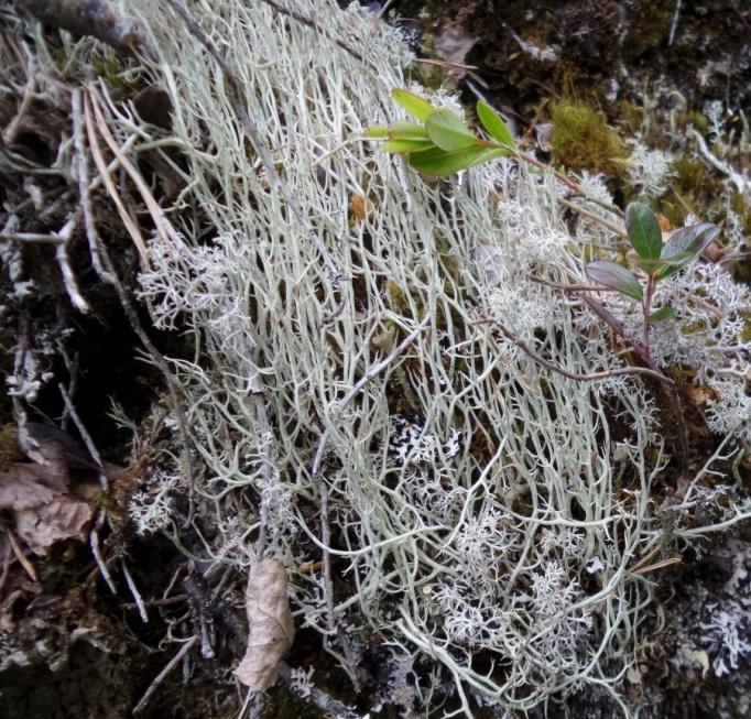 Ganska nära stigen till Björnberget finns en friliggande ca 10 meter hög lodrät klippvägg. Nedanför klippväggen finns sumpskog.