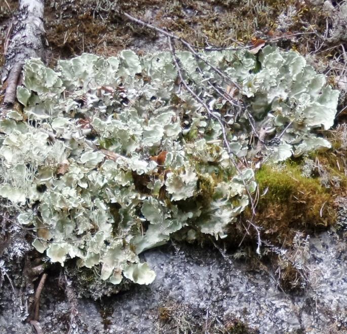 Grå navellav Umbilicaria vellea är däremot storvuxen, ibland decimeterstor. På fuktiga delar av klippväggen finns lodytsklotter Lecanorgrapha abscondita.
