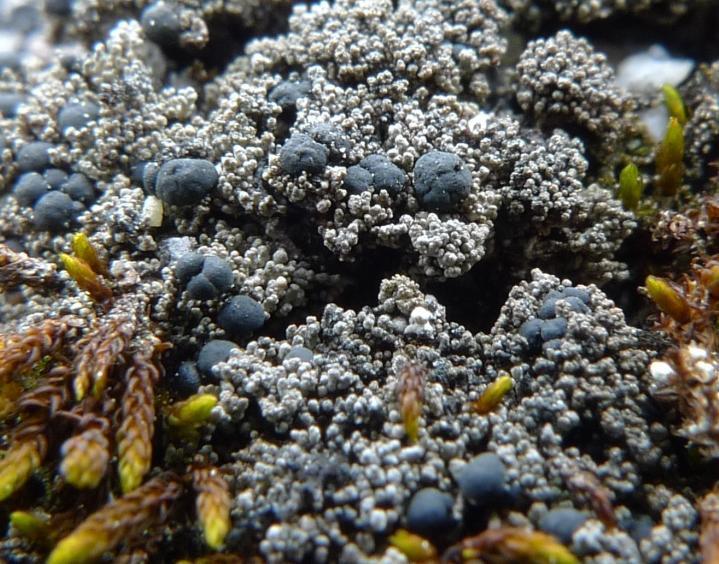 Bland bägarlavarna märks korallbägarlav Cladonia metacorallifera, blombägarlav Cladonia bellidiflora och fnaslav Cladonia squamosa.