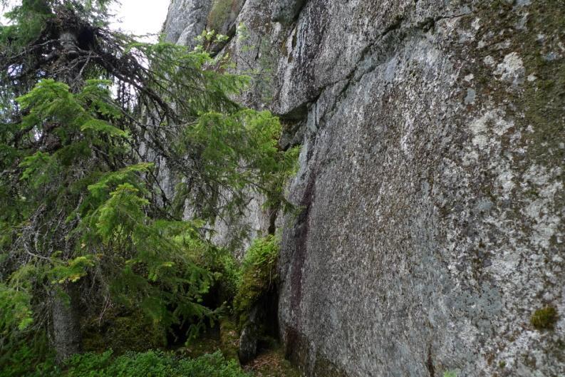 På en nordvästvänd klippvägg nordost om Björnberget växer fnaslav Cladonia squamosa, grönt gulmjöl Chrysothrix chlorina, flagnad bägarlav Cladonia decorticata, norrlandslav Nephroma arctigum, syllav