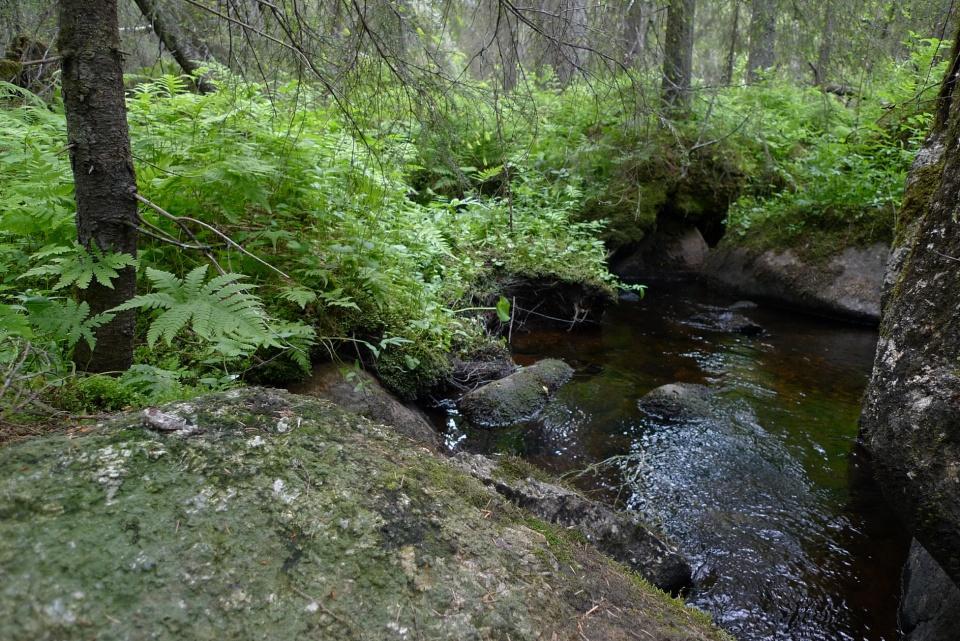 gråbrun färgton medan den som fuktig får en ganska vacker men samtidigt dyster mörkgrön färg.