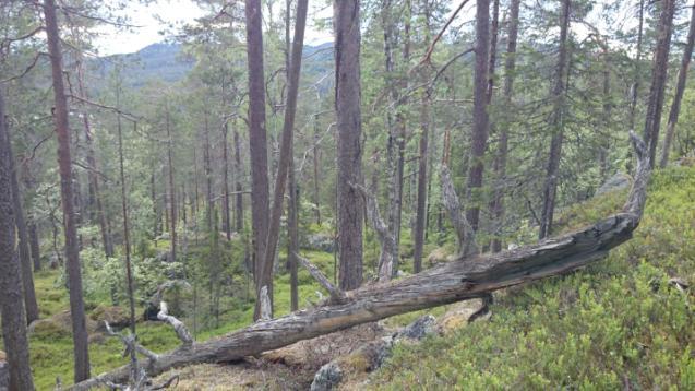 Högsta punkten finns på Storbergets topp med sina 550 m och lägsta punkten finns vid Angsjöbäcken längst i sydost på ca 350 m.ö.h. Blockig brandpräglad tallskog är kanske den vanligaste naturtypen i området, men det finns även myrar, sjöar och bergbranter.