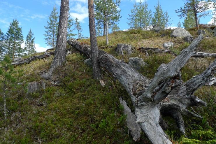 Vi fortsätter att beskriva lavfloran på tallstammen i västra delen av nationalparken.
