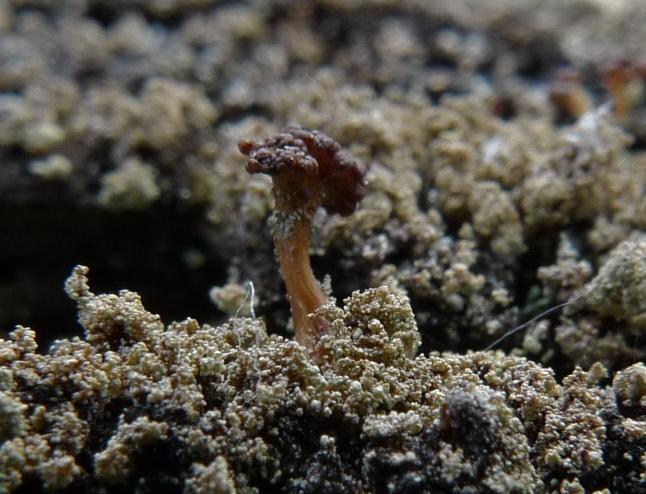 Hypocenomyce scalaris, mjölig flarnlav Pycnora sorophora och knappnålslaven liten spiklav Calicium parvum (S).