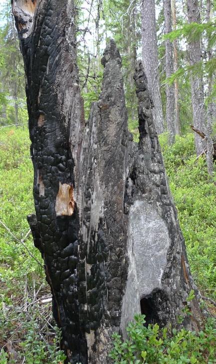 vedflamlav Pyrrhospora elabens (S), stubbdynlav Micarea melaena, näverlav Platismatia glauca, pigglav Cladonia uncialis, vedknotterlav Trapeliopsis flexuosa, grynig örnlav Ochrolechia androgyna,