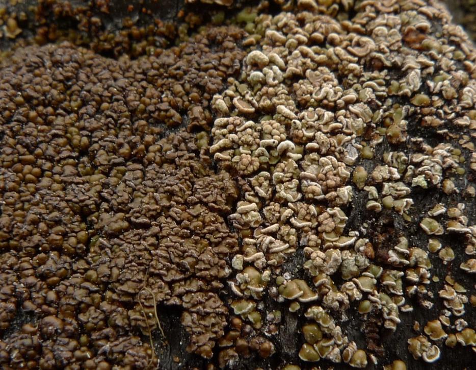på roten), grå renlav Cladonia rangiferina och granlav Alectoria sarmentosa (NT). På kolad ved på roten växer också sparsamt med kolflarnlav Hypocenomyce anthracophila (NT).