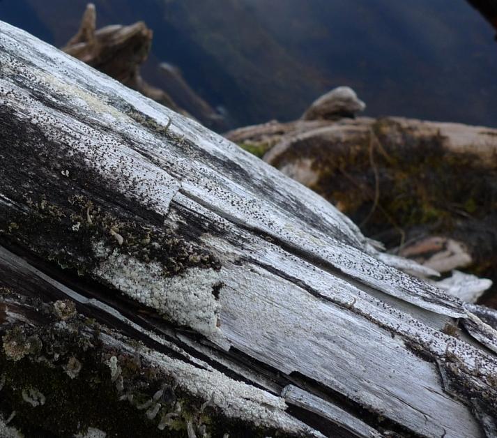 Gamla tallhögstubbar med endast grova kvarsittande grenar brukar benämnas talltorrakor.