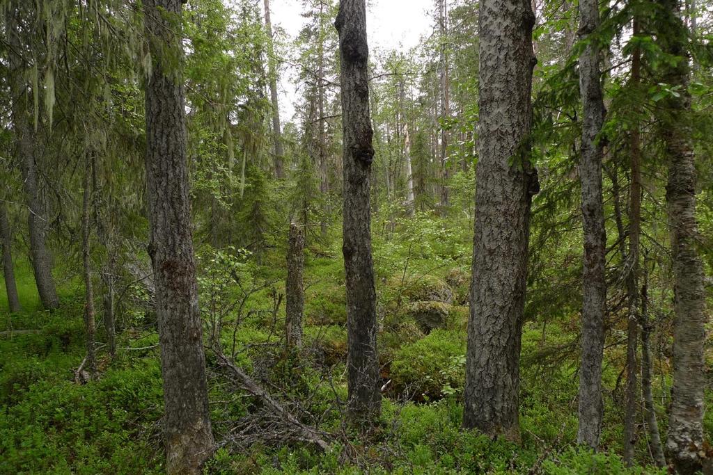 På dessa tre aspar, helt nära stigen mot Björnberget växer liten aspgelélav Collema curtisporum.