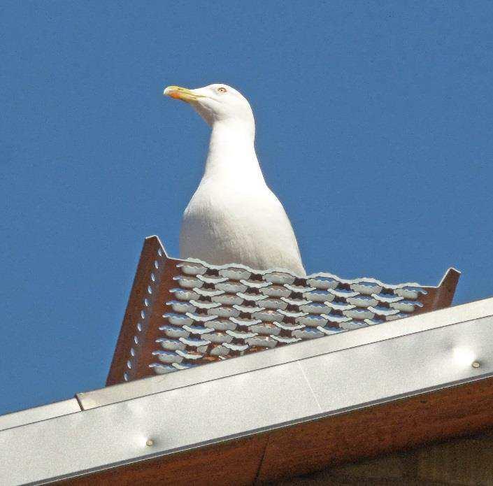 Inga talltickor eller ektickor har hittats och det beror antagligen på att tallarna och ekarna är i för god kondition och att de ännu inte riktigt har nått åldern då dessa brukar börja uppträda.