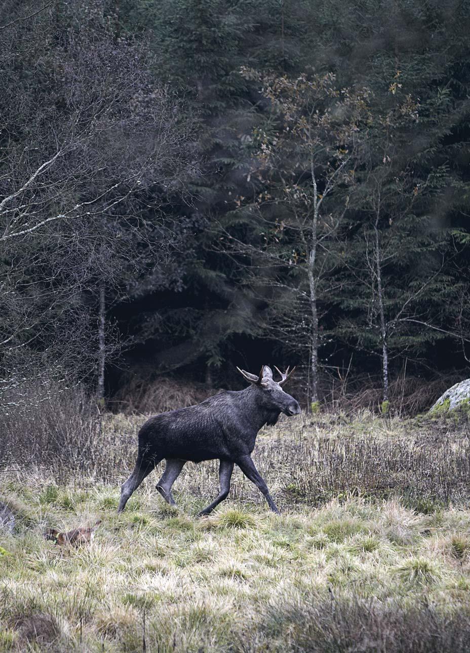 Projekt Säkrare Jakt Vad kan vi göra