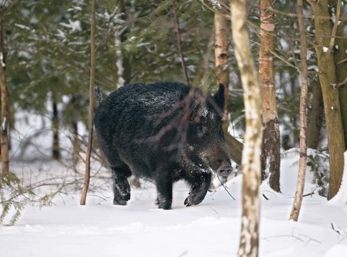 Skadskjutning är oacceptabelt av etiska skäl Skadskjutning är något som inte går ihop med vårt ansvar för viltvården. Villebråd ska påskjutas med dödande skott. Allt annat är omoraliskt.