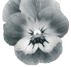 Temat för utställningen är Finland 100 år Vårfest på Pålsbölevägen Lördag 6 maj, 11-15 Änglagårds blommor Pålsbölevägen 85 Äntligen planteringsdags!