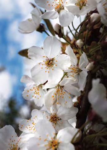 dejtingsajt rådgivare Cherry Blossom tjänsthookup kultur tafatt
