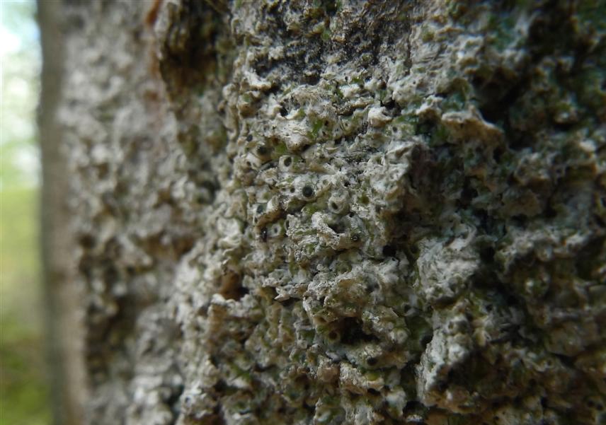 Falsk porlav Megora verrucosa på vid Brassberget. Det är en sällsynt lav som ofta förekommer i miljöer med en rik lavflora med flera andra ovanliga lavarter, exempelvis liten gelélav.