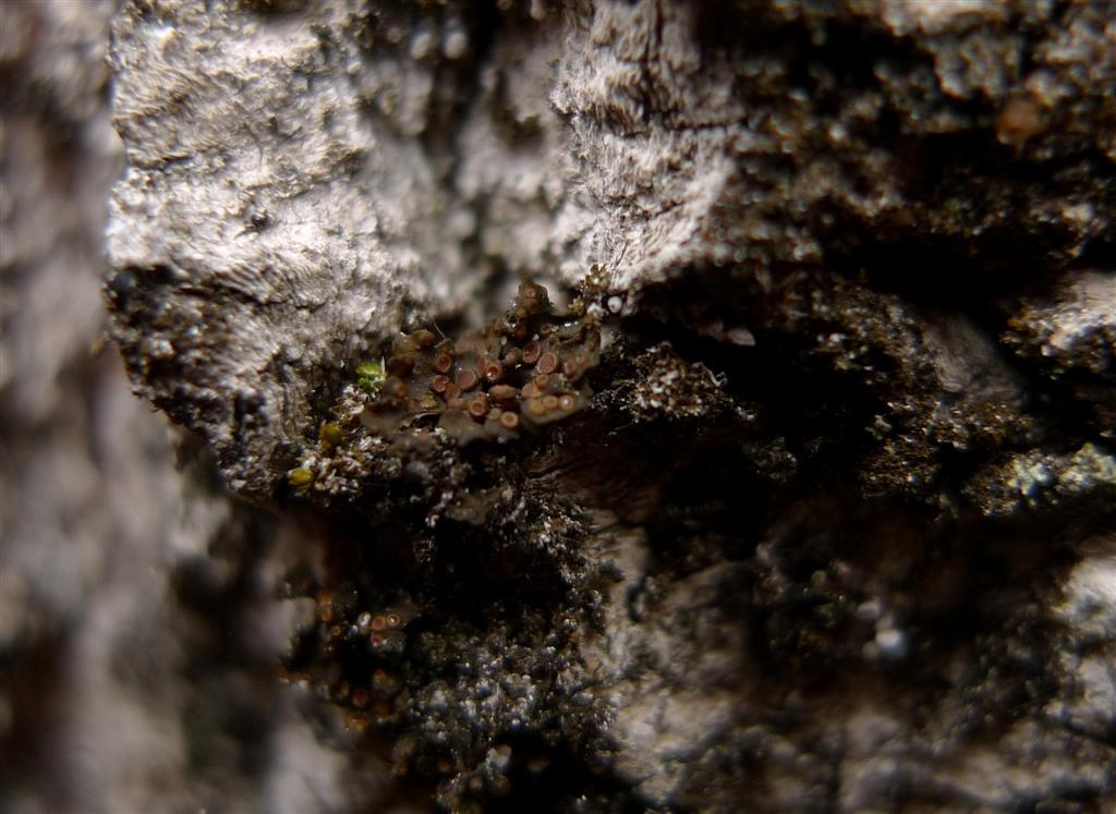 Rosettgelélav Collema fragrans, på vid Lammåsen. Rosettgelélav bildar ofta mängder av små bålar med rikligt med fruktkroppar (apothecier). Den växer nästan alltid på skadade ar.