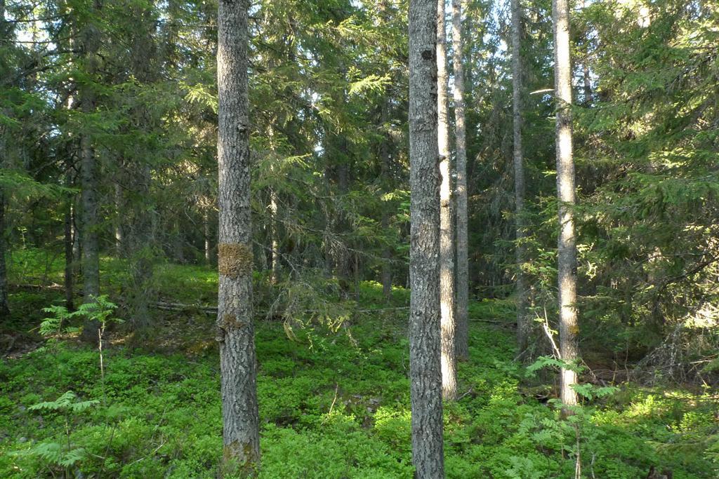 Område 13 I område 13 växer en ganska fin lövrik granskog av frisk blåbärstyp på en höjd. Fläckvis är det i skogen 50 % samt lägre inslag av björk.