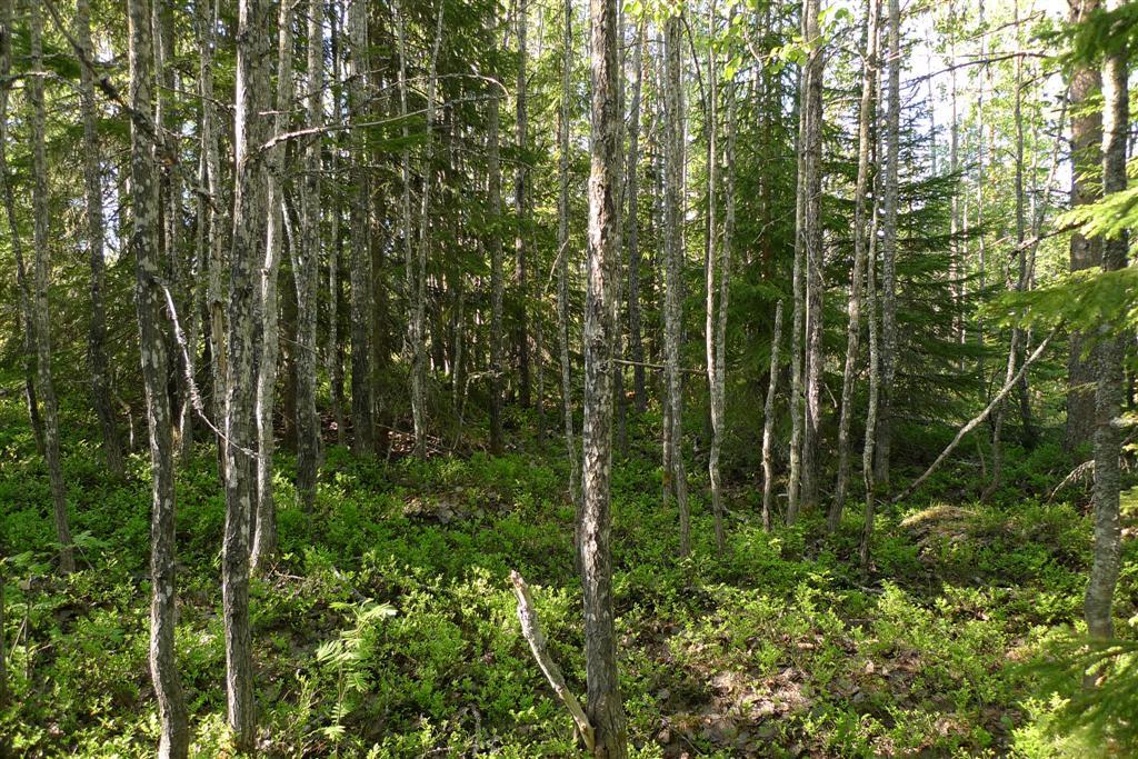 Ung, klenvuxen skog intill område 12. Kommentar Det finns förutsättningar för liten gelélav att kolonisera område 13 inom en nära framtid.