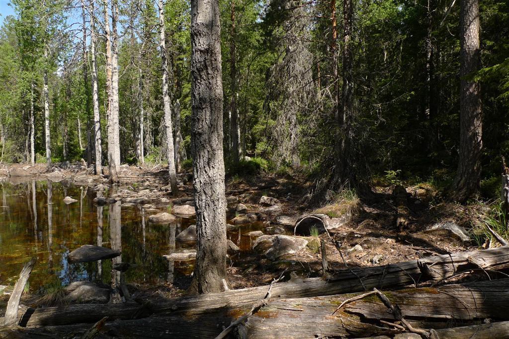 26 B. STENSJÖNS NATURRESERVAT Läge: Stensjöns naturreservat, norra delen 22 km västnordväst om Hassela k:a. Gävleborgs län, Hälsingland, Hudiksvalls k:n, Bjuråkers fg.