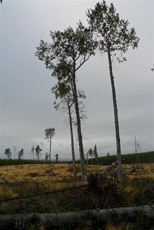 40. LÅNGSJÖÅSEN Läge: Långsjöåsen, 5 km sydost om Hagåsens naturreservat, 28 km nordväst om Hassela. Gävleborgs län, Hälsingland, Hudiksvalls k:n, Bjuråker fg.