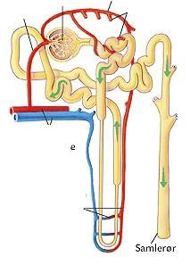 Uppgift 2. Välj ut och namnge fyra av de anatomiska strukturerna.
