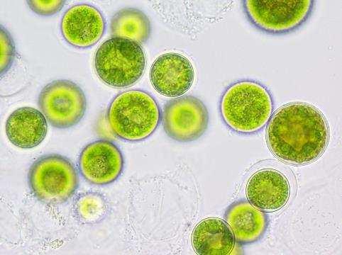 - Nästan alla alger lever i vatten.