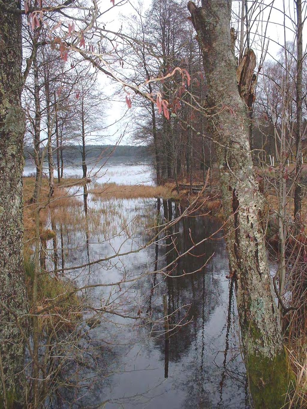 64 Plan för biologisk återställning i Hallands län Uppföljning och tillsyn Det lokala fiskevårdsområdet kontrollerar framtida åtgärder för flodkräfta genom burfiske. Referenser 1.