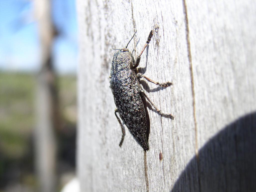 Dicerca furcata (Thnb.) Björkpraktbagge. Missgynnad. Som namnet antyder är denna art starkt knuten till björkar på vilka de angriper barkfallna och solexponerade partier av stammen.