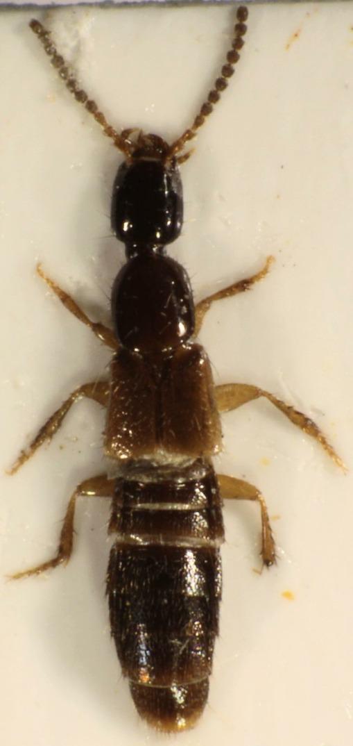 bipunctatus. En givande lokal om ej på Alnön var även Gärdetjärnen nära Sundsvall där bl a tre för Medelpad nya Stenus-arter påträffades.
