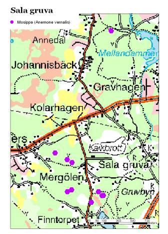 I område C påträffades samtliga mosippor i närheten av den smala lilla stig som går mellan Finntorpsvägen och Stora Stampers.