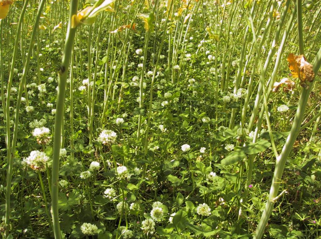 av vete, vinterskador och konkurrens från vetet gjorde att mängden vitklöver vid höstvetets blomning endast var 50 kg ha -1.