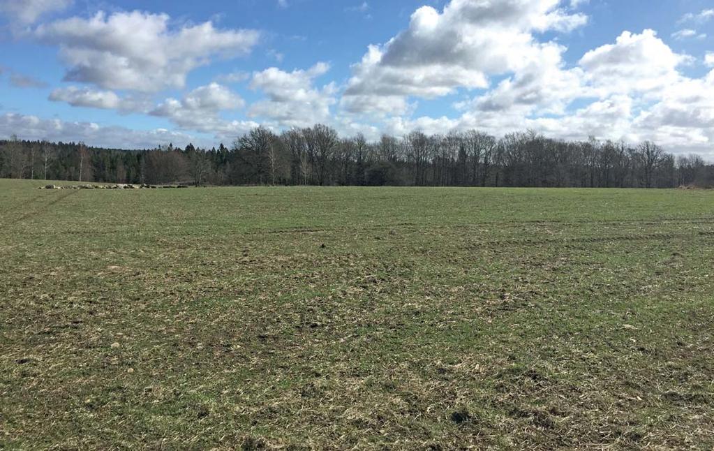 MARK ÅKER- OCH BETESMARK I anslutning till gårdscentrum ligger jordbruksmarken samlad i ett stycke. Idag brukas en större del som åkermark och resten av jordbruksmarken är betesmark.