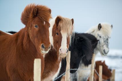 SIF GUIDELINES MÄSSMATERIAL 9 MÖT MIG PÅ SWEDEN HORSE SHOW 24-27/11 MISSA INTE SM-VECKAN! SPONSRA LOREM IPSUM DOLOR SET AMET. ANMÄL DIG PÅ SIF.